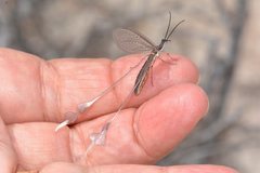 Chasmoptera superba
