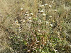Cirsium brevifolium