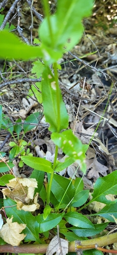 Image of Penstemon subserratus by (c) Ben Meredyk, some rights reserved (CC BY)