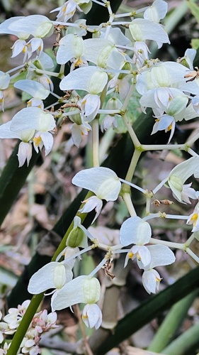 Begonia reniformis