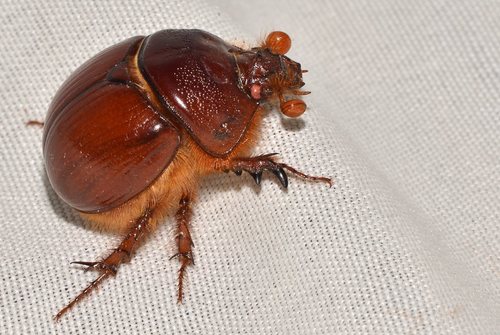 Genus Blackburnium · iNaturalist