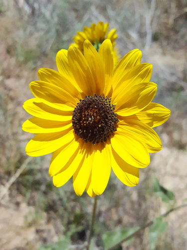Helianthus petiolaris ssp. fallax
