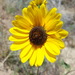 Prairie Sunflower - Photo (c) Alex Abair, some rights reserved (CC BY-NC), uploaded by Alex Abair