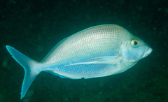 Nemadactylus douglasii