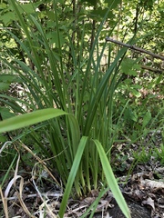 Stenanthium gramineum