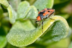 Melanerythrus mactans