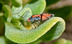 Melanerythrus mactans