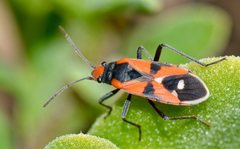 Melanerythrus mactans