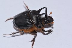 Onthophagus ferox