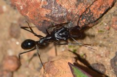 Odontomachus ruficeps
