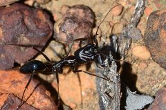 Odontomachus ruficeps