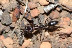 Odontomachus ruficeps
