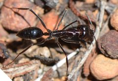 Odontomachus ruficeps