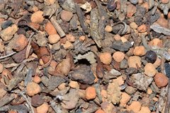 Odontomachus ruficeps