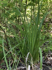 Stenanthium gramineum