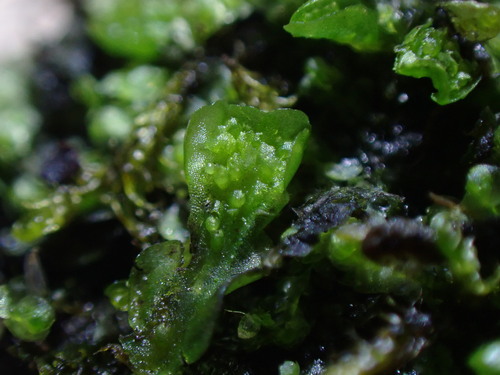 Irish Ruffwort (Moerckia hibernica)