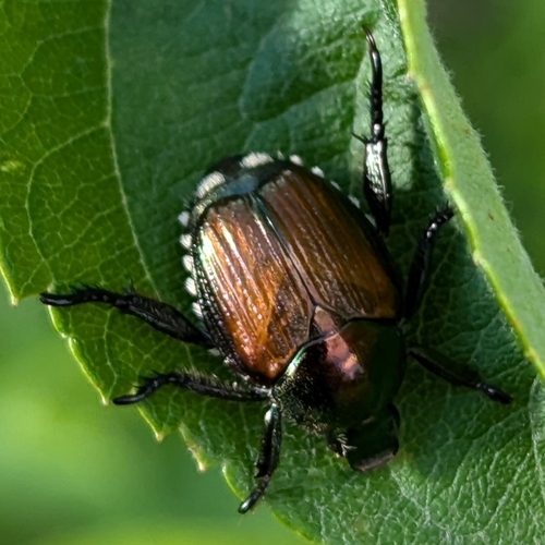 Japanese beetle