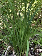Stenanthium gramineum