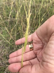Limnodea arkansana
