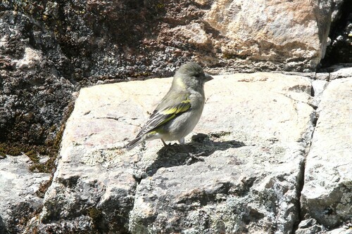 Thick-billed Siskin (Spinus crassirostris), photo 5