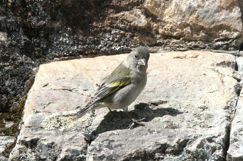 Thick-billed Siskin (Spinus crassirostris), photo 4