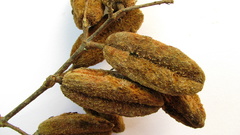 Trigonia nivea pubescens