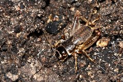 Lepidogryllus