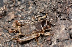 Lepidogryllus