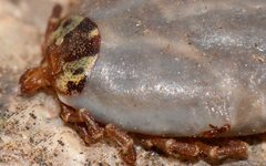 Amblyomma triguttatum