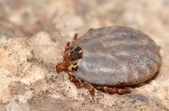 Amblyomma triguttatum