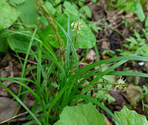 Carex bostrychostigma iNat (2)