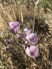 Calochortus striatus