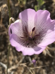 Calochortus striatus