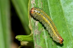 Lophyrotoma analis