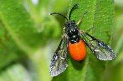 Lophyrotoma analis