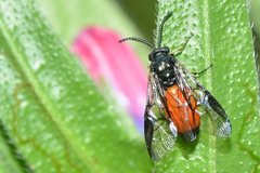 Lophyrotoma analis