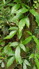 Tetrastigma hemsleyanum