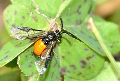 Lophyrotoma analis
