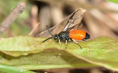 Lophyrotoma analis
