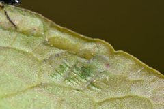 Lophyrotoma analis