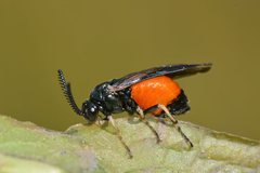 Lophyrotoma analis