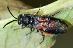 Lophyrotoma analis