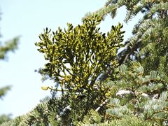 Phoradendron bolleanum