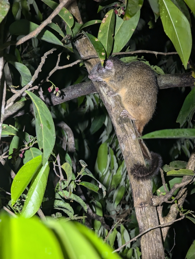 Rio Negro Brush-Tailed Rat