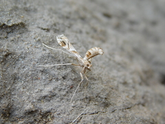 Lineodes integra