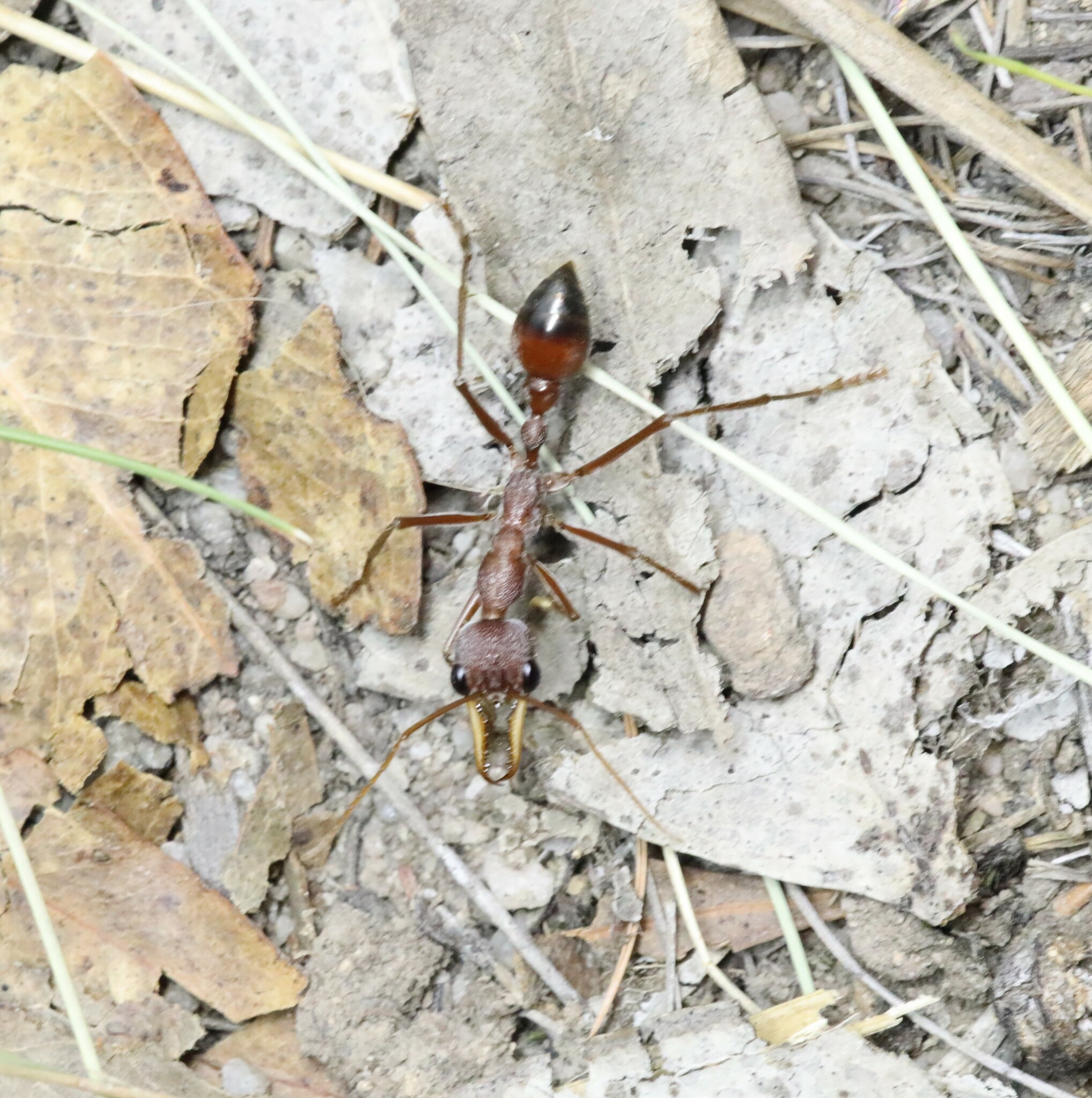 Myrmecia dimidiata