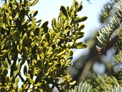 Phoradendron bolleanum