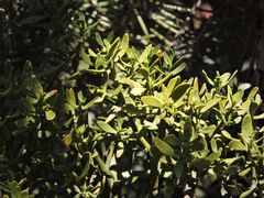 Phoradendron bolleanum