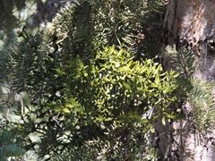 Phoradendron bolleanum