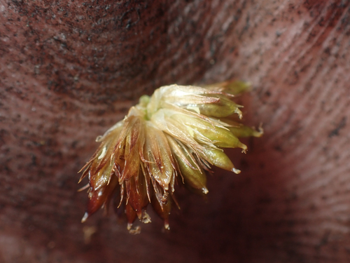 Juncus bolanderi, photograph 6